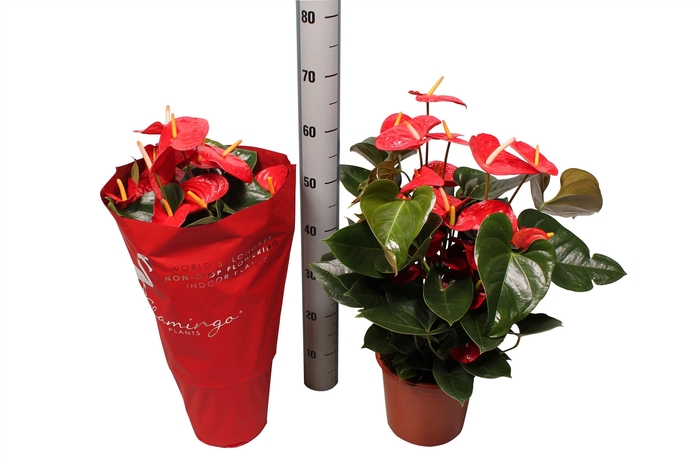 <h4>Anthurium XL.9 Jambo Red 21cm</h4>