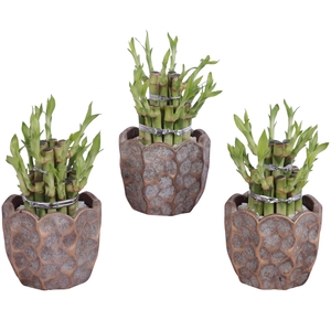 Lucky Bamboo Shape Round 2B Ø12cm Ceramic PL670