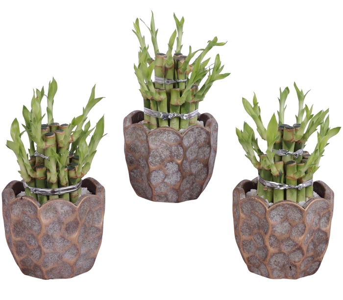 <h4>Lucky Bamboo Shape Round 2B Ø12cm Ceramic PL670</h4>