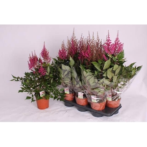 ASTILBE OVERIG
