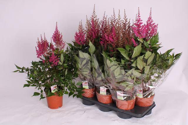 <h4>ASTILBE OVERIG</h4>