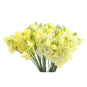 Lathyrus Yellow