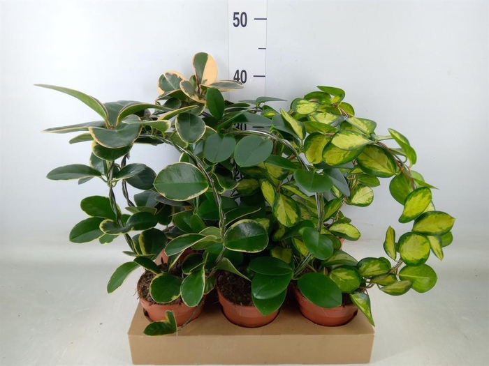 <h4>Hoya   ...mix</h4>