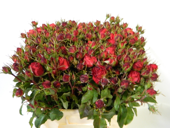 <h4>R TR CHERRY ANTIK SF</h4>