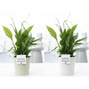Spathiphyllum in P&PURE Juliette ceramics ass.2