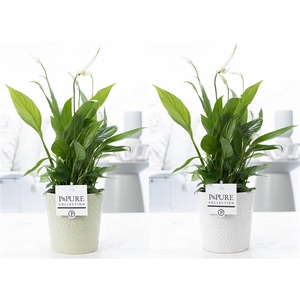 Spathiphyllum in P&PURE Juliette ceramics ass.2