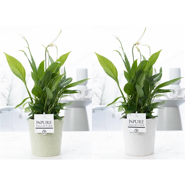 <h4>Spathiphyllum in P&PURE Juliette ceramics ass.2</h4>