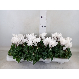 Cyclamen MD   ...patio