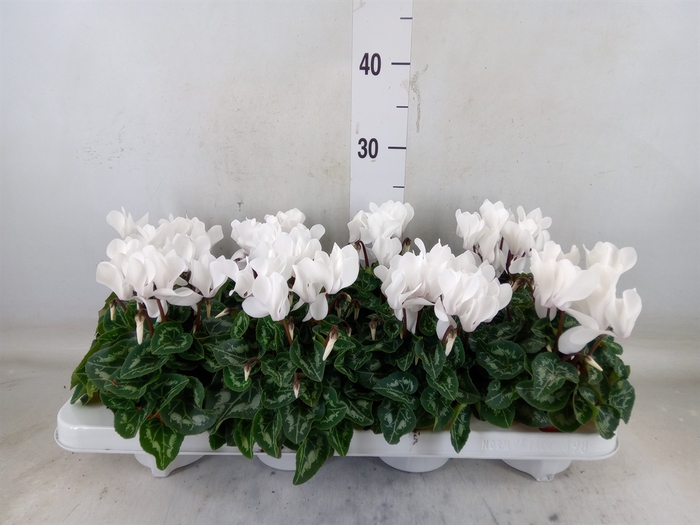 <h4>Cyclamen MD   ...patio</h4>