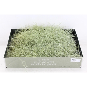 arr3 CP - Usneoides x6