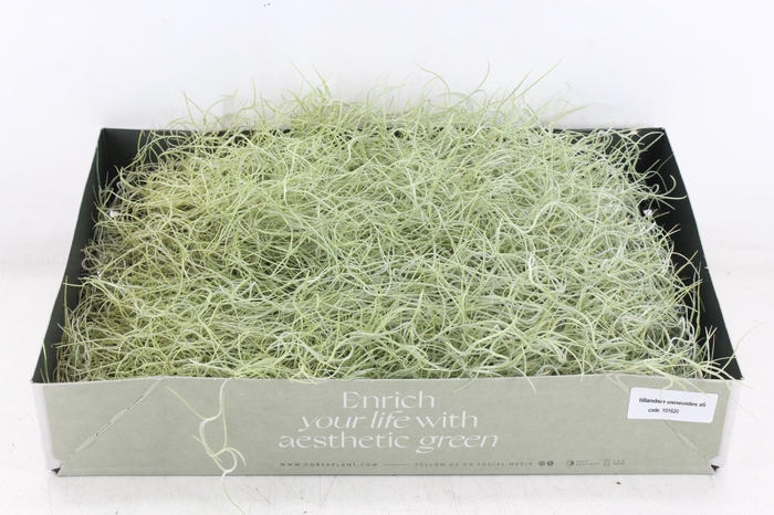 <h4>arr3 CP - Usneoides x6</h4>