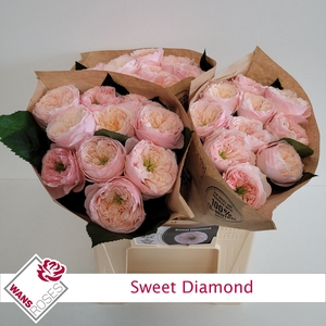 R GR SWEET DIAMOND