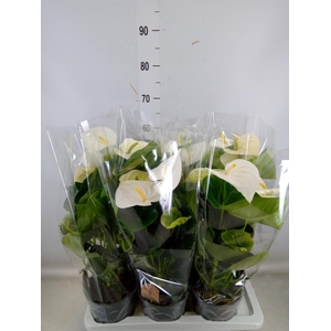 Anthurium andr. 'Alpine'