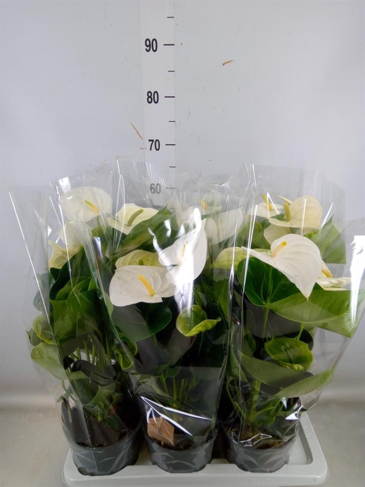 <h4>Anthurium andr. 'Alpine'</h4>