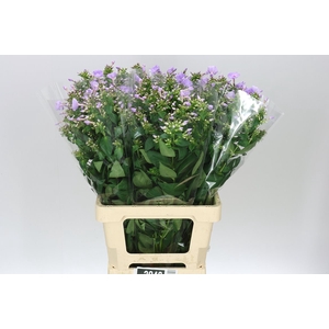 Phlox P Butterfly Lilac