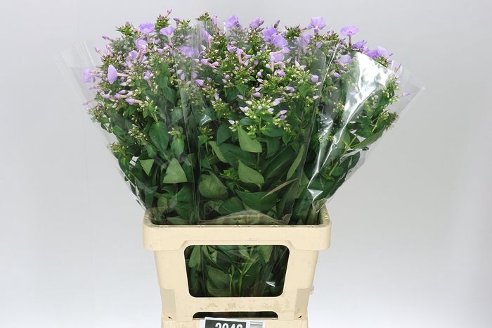 <h4>Phlox P Butterfly Lilac</h4>