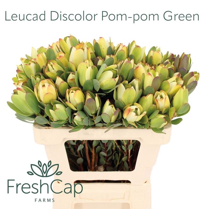 <h4>Leucad Discolor Pom-pom Green</h4>