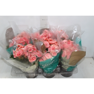 BEGONIA BORIAS P15