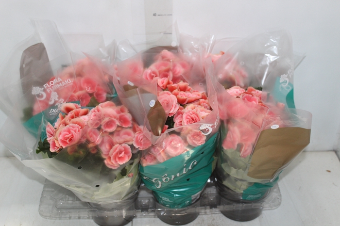 <h4>BEGONIA BORIAS P15</h4>