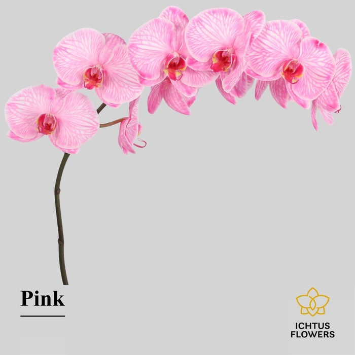 <h4>Phalaenopsis</h4>