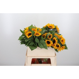 Helian An Orange Fir