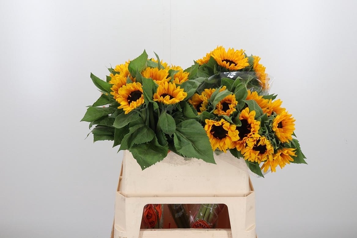 <h4>Helian An Orange Fir</h4>