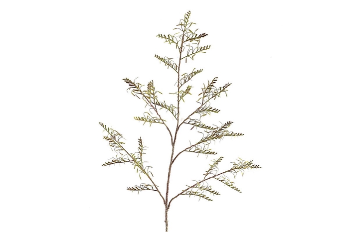 <h4>Cactus Spray Brown</h4>