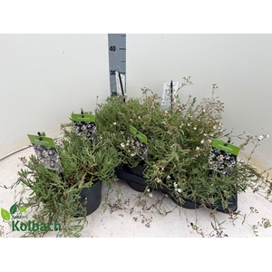 GYPS REPENS