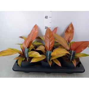 Philodendron  'Prince Of Orange'