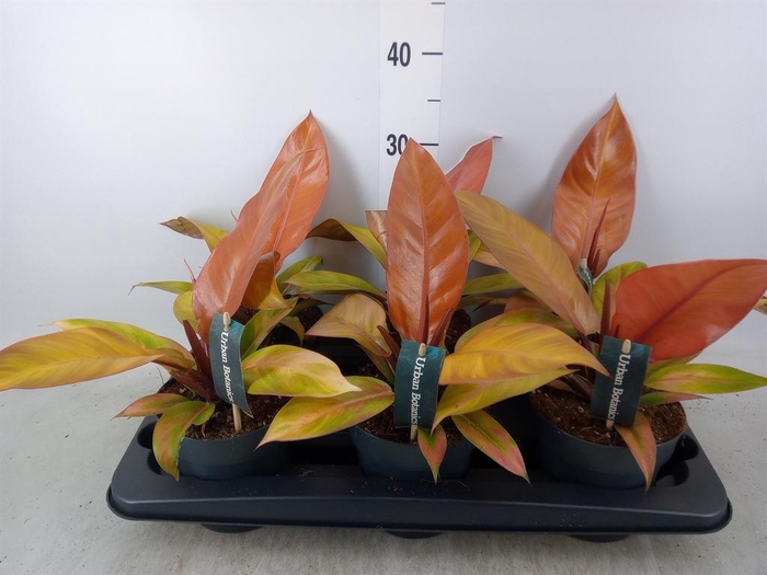 <h4>Philodendron  'Prince Of Orange'</h4>
