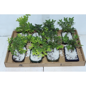 BONSAI JUNIOR (VS POR) 1.1 L CX