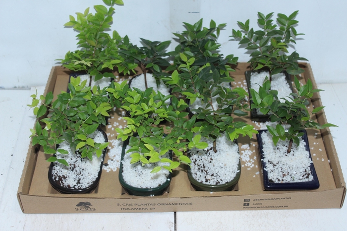 <h4>BONSAI JUNIOR (VS POR) 1.1 L CX</h4>