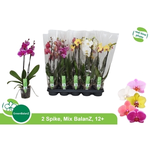 PHAL GEM