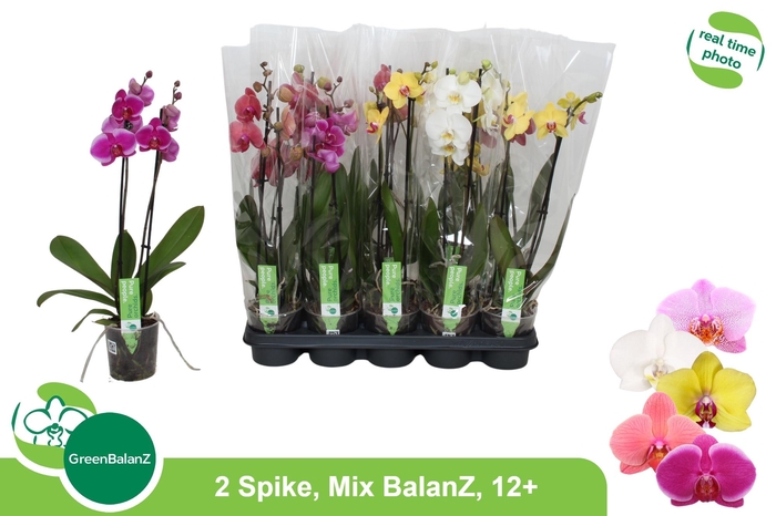 <h4>PHAL GEM</h4>