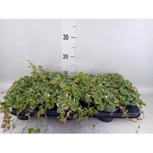 Glechoma hederacea 'Variegata'