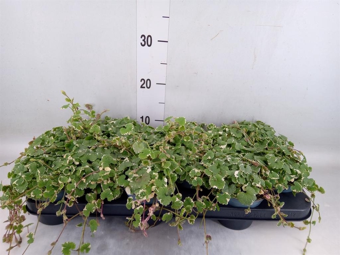 <h4>Glechoma hederacea 'Variegata'</h4>