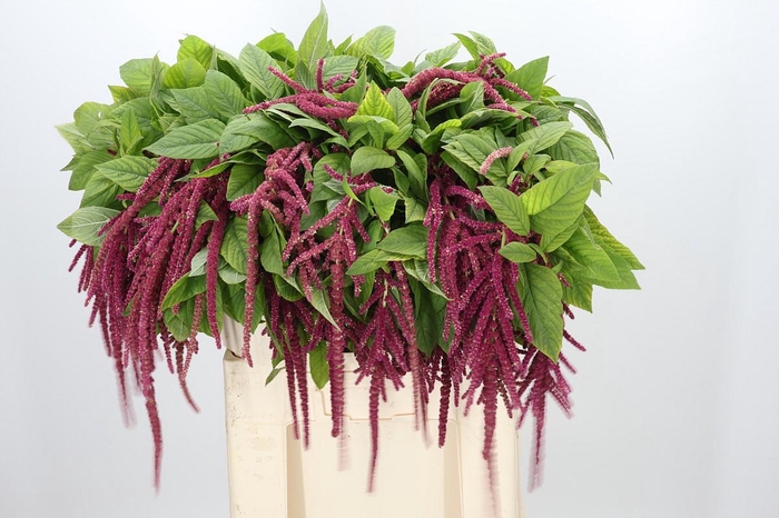 <h4>Amaranthus Caudatus Red Cord</h4>