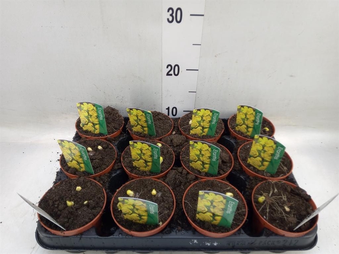 <h4>Eranthis hyemalis</h4>