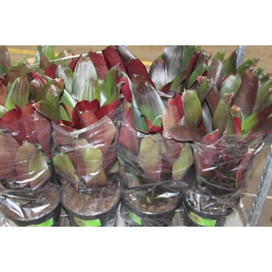 BROMELIA IMPERIAL P27 VERMELHO