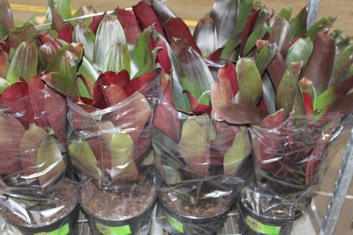 <h4>BROMELIA IMPERIAL P27 VERMELHO</h4>