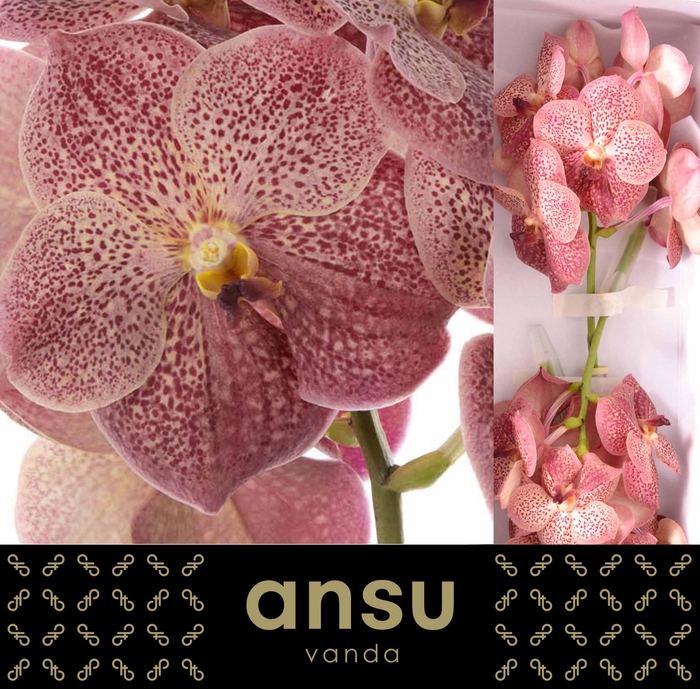 <h4>Vanda Leopard Coral</h4>