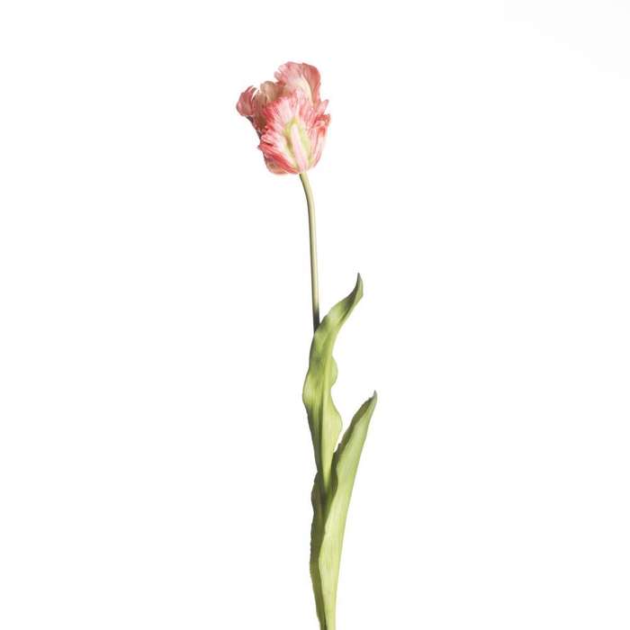 <h4>AF Tulip Parrot L60cm Pink</h4>