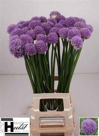 <h4>ALLIUM GLADIATOR</h4>