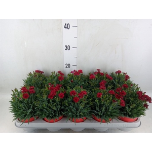 Dianthus car. 'Peman Red'