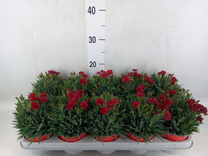 Dianthus car. 'Peman Red'