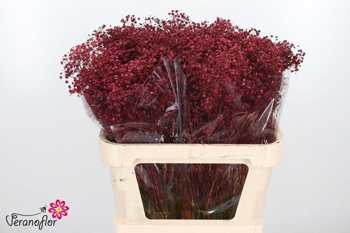 <h4>GYPS KLB H%</h4>