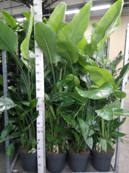 <h4>Strelitzia nicolai</h4>