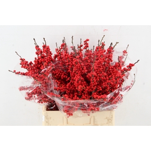 ILEX VE RODE BES 060CM