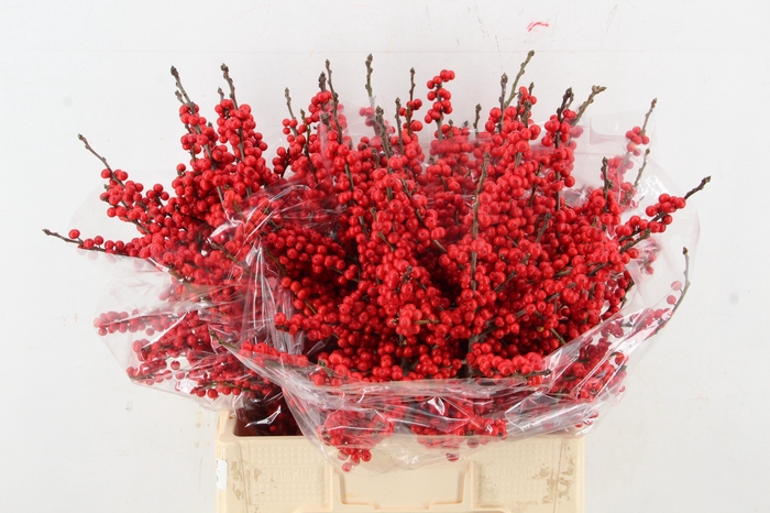 <h4>ILEX VE RODE BES 060CM</h4>