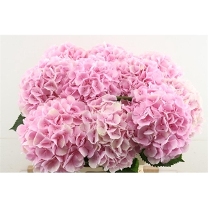 Hydr M Verena Pink 60-19